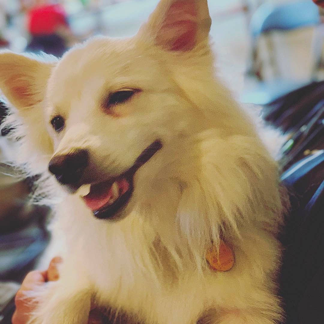 Niko is registered to the contest to win money with this photo: canidae, carnivore, collar, companion_dog, dog, dog_breed, dog_collar, dog_supply, ear, eye, fawn, fur, happy, herding_dog, snout, spitz, sporting_group, whiskers, working_animal, working_dog