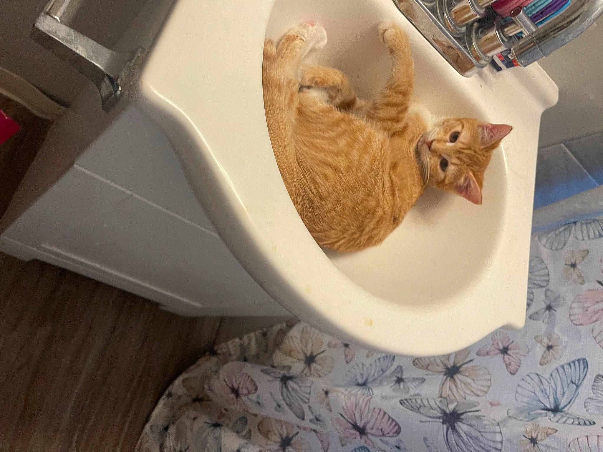 Harmony joined the competition — help win amazing prizes! art, artifact, ceramic, circle, felidae, flooring, fur, hardwood, house, linens, pattern, plant, plumbing_fixture, room, sculpture, shelf, small_to_medium_sized_cats, whiskers, wing, wood