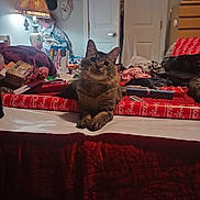 Bully joined the competition — help win amazing prizes! cat, tabby_cat, bed, wrapping_paper, christmas, lamp, hats, door, clutter, blanket, indoor, household_items, fabric, furniture, cozy, relaxed, animal, pet, room, lighting