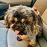 dog, small_dog, fur, tongue_out, hair_clips, red_hearts, cute, pet, indoor, sitting, close_up, animal, canine, fluffy, messy_fur, adorable, light_background, companion, domestic_animal, cute_pet