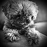 dog, close_up, black_and_white, fluffy, scruffy, tongue_out, paws, soft_focus, portrait, pet, animal, cute, furry, indoor, resting, cozy, texture, monochrome, companion, face