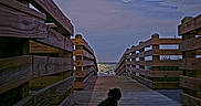 Winnie Poo is registered to the contest to win money with this photo: dog, sunset, boardwalk, ocean, wooden_railings, sky, clouds, water, silhouette, nature, outdoor, peaceful, scenic, animal, calm, evening, walkway, landscape, quiet, reflection