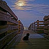 dog, sunset, boardwalk, ocean, wooden_railings, sky, clouds, water, silhouette, nature, outdoor, peaceful, scenic, animal, calm, evening, walkway, landscape, quiet, reflection