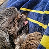 dog, pet, fluffy, sleeping, tongue_out, blanket, blue, yellow, cozy, fur, cute, closeup, resting, indoor, warm, animal, companion, relaxed, snuggle, soft