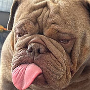 Dream joined the competition — help win amazing prizes! adorable, animal, brown, bulldog, close_up, cute, dog, ears, expression, face, fur, indoor, mammal, nostrils, pet, portrait, snout, tongue, tongue_out, wrinkles