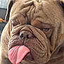 adorable, animal, brown, bulldog, close_up, cute, dog, ears, expression, face, fur, indoor, mammal, nostrils, pet, portrait, snout, tongue, tongue_out, wrinkles