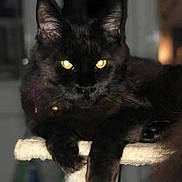 Amaris is registered to the contest to win money with this photo: animal, black_cat, cat, cat_tree, close_up, cute, dark_fur, ears, feline, home, indoor, looking_at_camera, mystical, paws, pet, portrait, relaxed, soft_light, whiskers, yellow_eyes