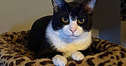 Axe is registered to the contest to win money with this photo: animal, cat, cat_tree, companion, cozy, cute, cute_pet, domestic, ears, feline, fur, indoor, leopard_print, looking, paws, pet, resting, tuxedo_cat, whiskers, yellow_eyes