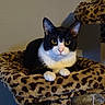 animal, cat, cat_tree, companion, cozy, cute, cute_pet, domestic, ears, feline, fur, indoor, leopard_print, looking, paws, pet, resting, tuxedo_cat, whiskers, yellow_eyes
