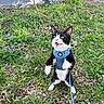 Axe joined the competition — help win amazing prizes! alert, animal, black_and_white, cat, cute, feline, garden, grass, greenery, harness, leaf_litter, leash, meowing, nature, outdoor, pet, playful, purple_flowers, small, standing