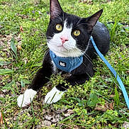 Axe joined the competition — help win amazing prizes! animal, blue_harness, cat, closeup, curious, daylight, fur, grass, greenery, leash, mammal, nature, outdoor, pet, pink_nose, playful, relaxed, tuxedo_cat, whiskers, yellow_eyes