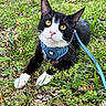 animal, blue_harness, cat, closeup, curious, daylight, fur, grass, greenery, leash, mammal, nature, outdoor, pet, pink_nose, playful, relaxed, tuxedo_cat, whiskers, yellow_eyes