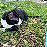 Axe joined the competition — help win amazing prizes! animal, black_and_white, cat, curious, ear, feline, flower, grass, greenery, ground, leaf, leash, nature, outdoor, pet, purple_flower, relaxing, side_view, small_plant, whiskers