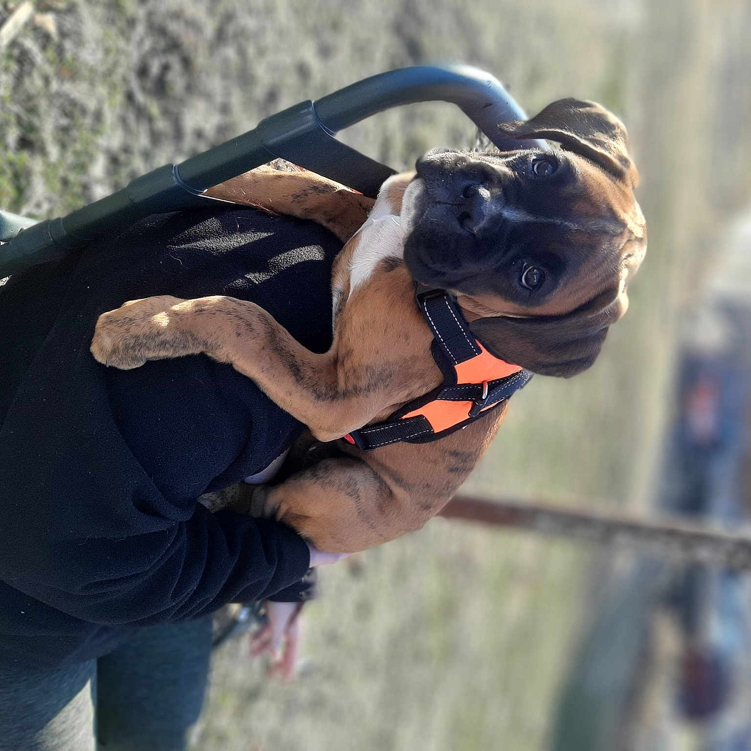 Zero is registered to the contest to win money with this photo: carnivore, collar, companion_dog, dog, dog_breed, dog_collar, elbow, eyewear, fawn, leash, metal, personal_protective_equipment, pet_supply, recreation, snout, sporting_group, sunglasses, toy_dog, working_animal, wrinkle