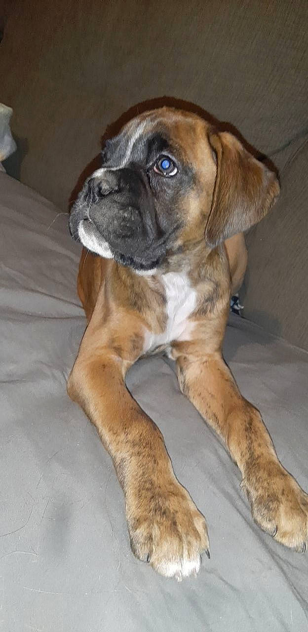 Zero is registered to the contest to win money with this photo: ancient_dog_breeds, bored, boxer, canidae, carnivore, companion_dog, dog, dog_breed, fawn, non_sporting_group, snout, sporting_group, whiskers, working_animal, working_dog, wrinkle