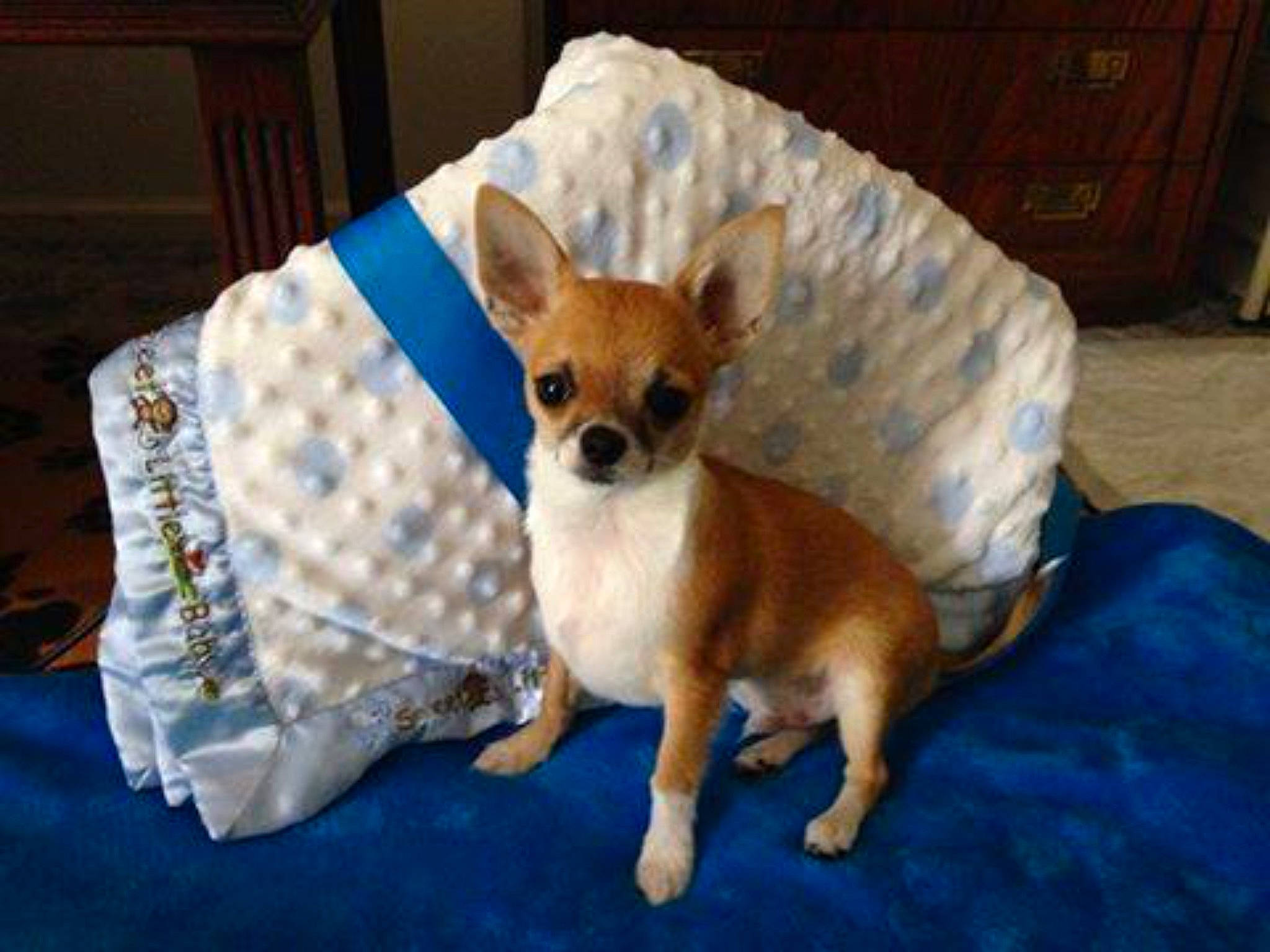 Harley is registered to the contest to win money with this photo: canidae, carnivore, chihuahua, comfort, companion_dog, couch, dog, dog_breed, dog_supply, event, fawn, fur, paw, pet_supply, snout, sporting_group, tail, toy_dog, whiskers, working_animal