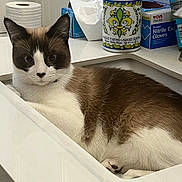 Rocky Kitty joined the competition — help win amazing prizes! cat, tuxedo_cat, pet, animal, bathroom, sink, countertop, soap_dispenser, hand_soap, tissues, toilet_paper, medical_gloves, bottle, floral_design, black_and_white, brown_fur, white_fur, portrait, indoors, resting