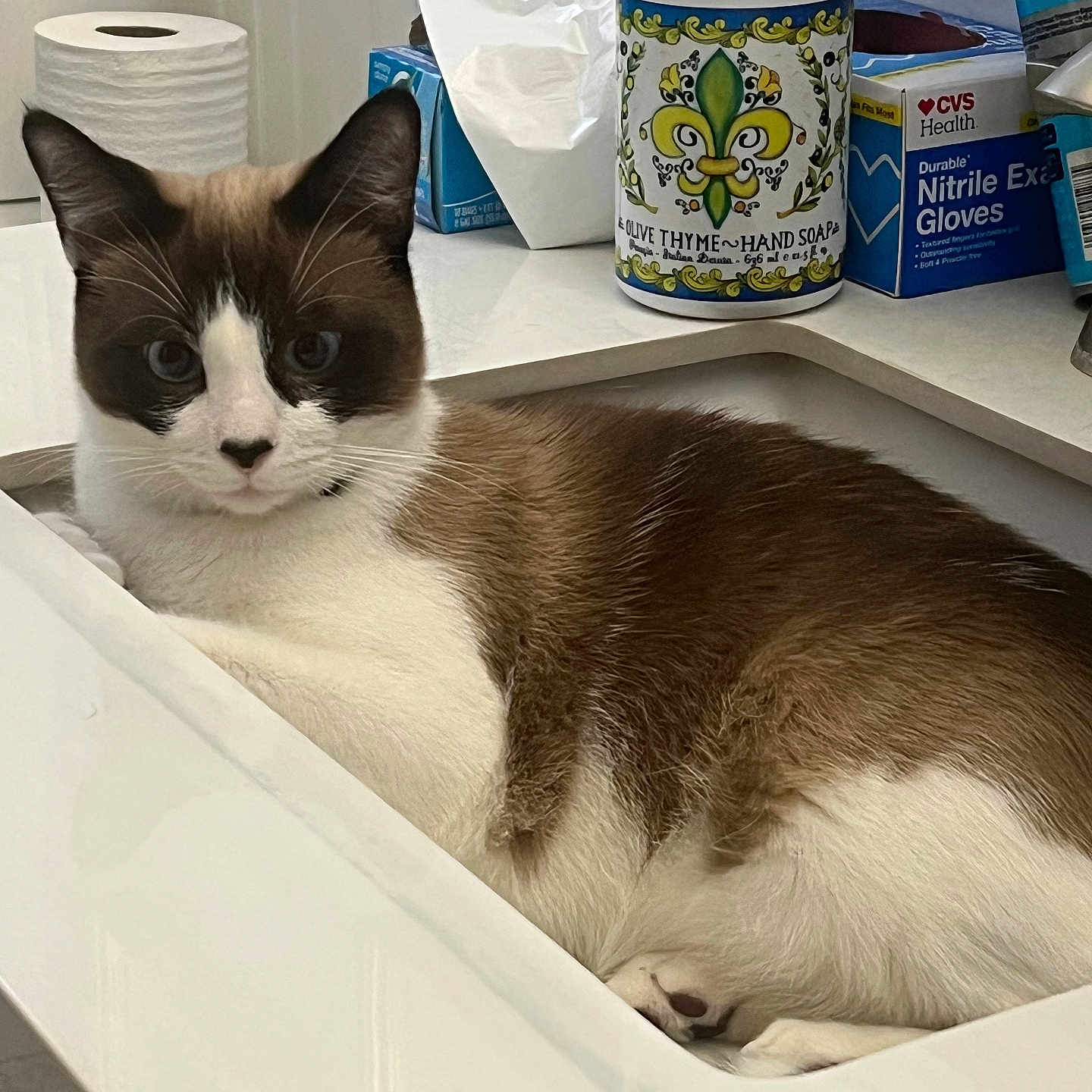 Rocky Kitty joined the competition — help win amazing prizes! cat, tuxedo_cat, pet, animal, bathroom, sink, countertop, soap_dispenser, hand_soap, tissues, toilet_paper, medical_gloves, bottle, floral_design, black_and_white, brown_fur, white_fur, portrait, indoors, resting