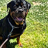 animal, black_and_tan, chain, closeup, collar, dog, garden, grass, greenery, happy, leash, open_mouth, outdoor, pet, portrait, rottweiler, smiling, standing, sunlight, tongue