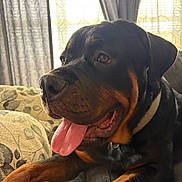 Dakota Mosley joined the competition — help win amazing prizes! rottweiler, dog, tongue_out, pet, canine, indoor, couch, resting, animal, furniture, collar, brown, black, closeup, portrait, relaxed, domestic, fur, ears, window