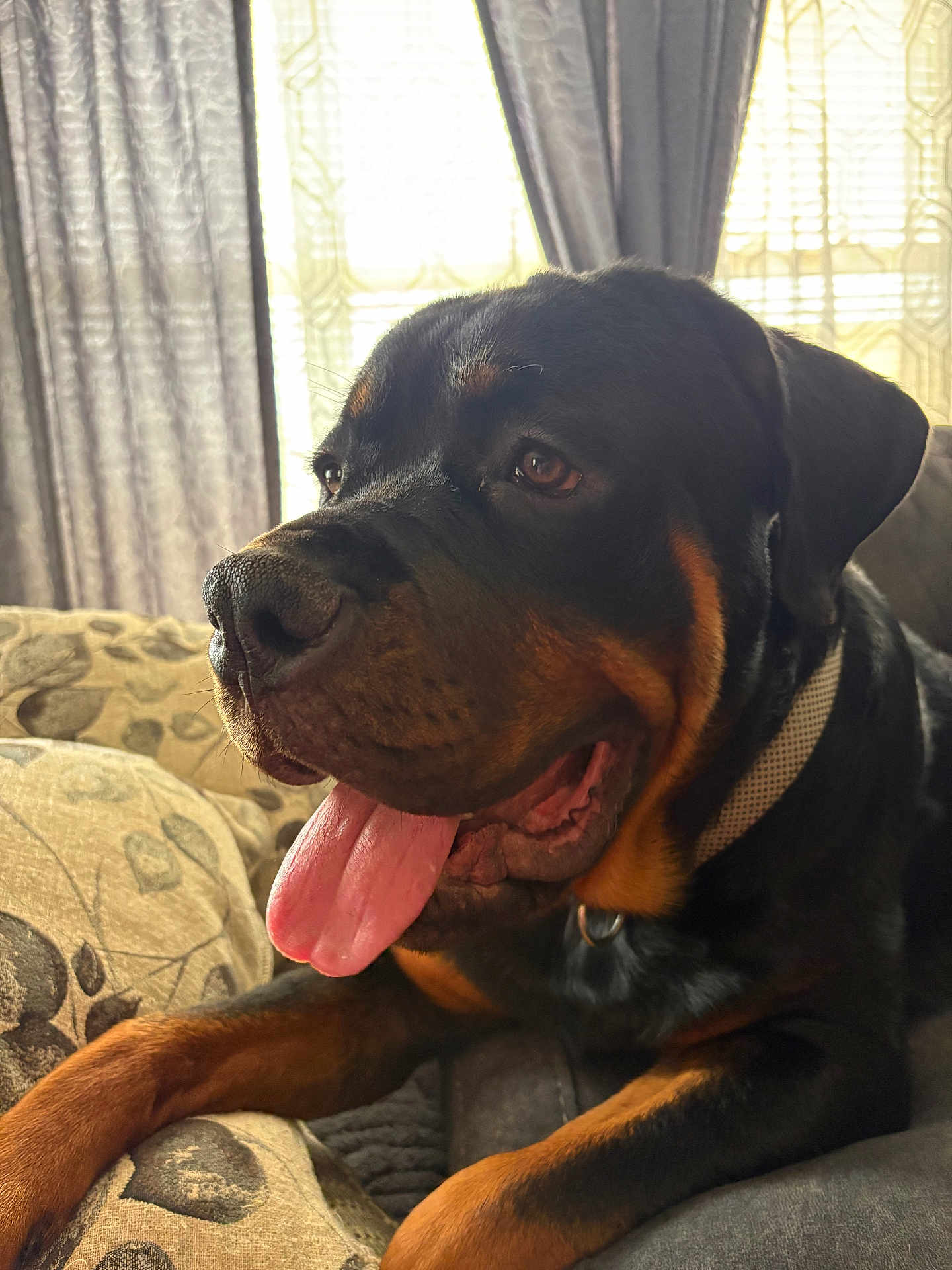 Dakota Mosley joined the competition — help win amazing prizes! rottweiler, dog, tongue_out, pet, canine, indoor, couch, resting, animal, furniture, collar, brown, black, closeup, portrait, relaxed, domestic, fur, ears, window