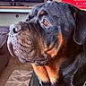 alert, amber_eyes, animal, black_and_tan, carpet, close_up, collar, couch, dog, floppy_ears, glossy_coat, indoors, large_breed, living_room, pet, photography, portrait, rottweiler, serious_expression, television