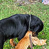 animal_friendship, black_dog, black_fur, cat, clover, collar, cuddling, dog, furry, grass, leash, lying_down, orange_cat, orange_fur, outdoors, park, pets, playing, tabby_cat, tree