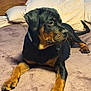 rottweiler, dog, pet, bed, pillow, wooden_headboard, indoor, animal, canine, fur, black_and_tan, resting, lying_down, muzzle, paw, nail, fur_texture, domestic_animal, companion, calm