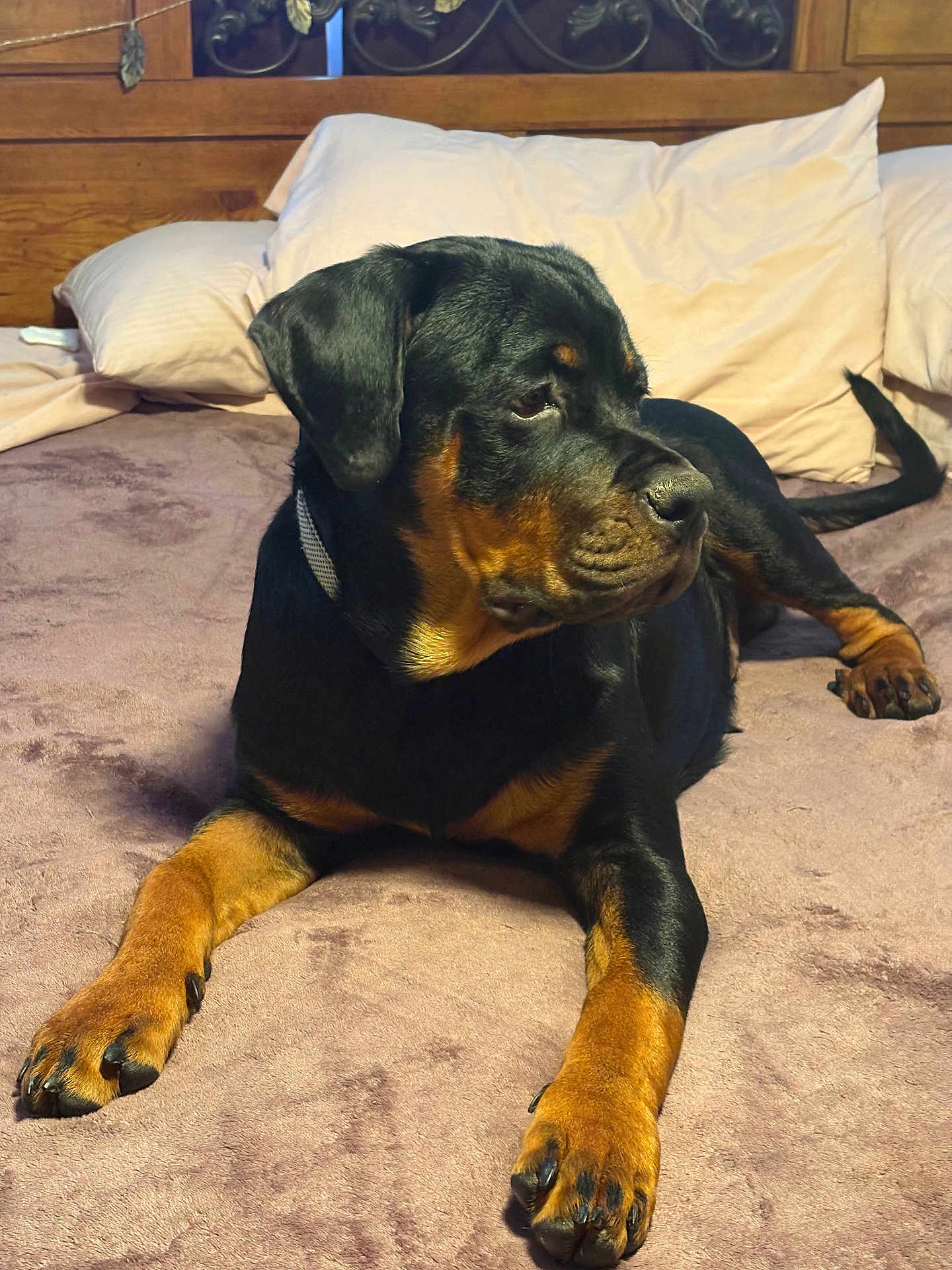 Dakota joined the competition — help win amazing prizes! rottweiler, dog, pet, bed, pillow, wooden_headboard, indoor, animal, canine, fur, black_and_tan, resting, lying_down, muzzle, paw, nail, fur_texture, domestic_animal, companion, calm