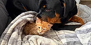 Dakota is registered to the contest to win money with this photo: dog, kitten, blanket, couch, living_room, pet, animal, black_dog, orange_kitten, fur, cozy, indoor, comfort, nuzzling, resting, cute, domestic, friendship, snuggling, home