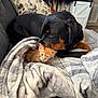 dog, kitten, blanket, couch, living_room, pet, animal, black_dog, orange_kitten, fur, cozy, indoor, comfort, nuzzling, resting, cute, domestic, friendship, snuggling, home