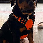 Dakota is registered to the contest to win money with this photo: puppy, rottweiler, dog, pet, animal, orange_harness, floor, indoor, young_dog, sitting, curious, black_and_tan, ears, legs, paws, collar, tag, cute, canine, domestic_animal