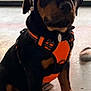 puppy, rottweiler, dog, pet, animal, orange_harness, floor, indoor, young_dog, sitting, curious, black_and_tan, ears, legs, paws, collar, tag, cute, canine, domestic_animal