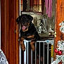 Dakota is registered to the contest to win money with this photo: rottweiler, dog, baby_gate, wooden_wall, door, purple_shirt, christmas_tree, ornaments, home_interior, fan, towel, mirror, cabinet, smiling_dog, pet, indoor, furniture, holiday_decor, tongue_out, cozy