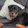 Dakota joined the competition — help win amazing prizes! rottweiler, dog, puppy, couch, pillow, resting, black_fur, brown_fur, pet, indoor, relaxed, close_up, animal, canine, sleepy, cozy, living_room, comfort, portrait, young_dog