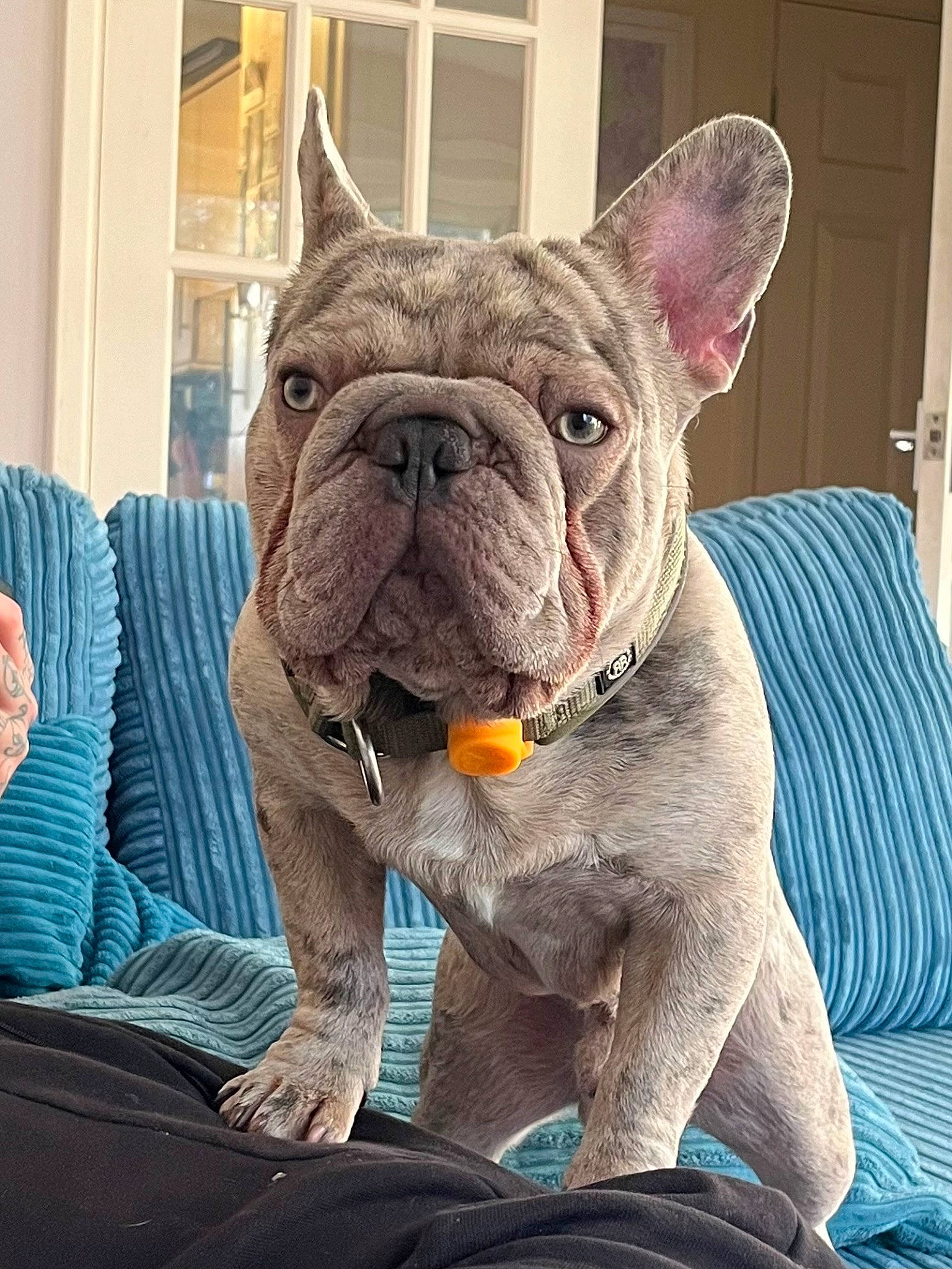 Reggie is registered to the contest to win money with this photo: bulldog, canidae, carnivore, collar, comfort, companion_dog, couch, dog, dog_breed, dog_collar, ear, fawn, fur, snout, sporting_group, terrestrial_animal, toy_dog, whiskers, working_animal, wrinkle