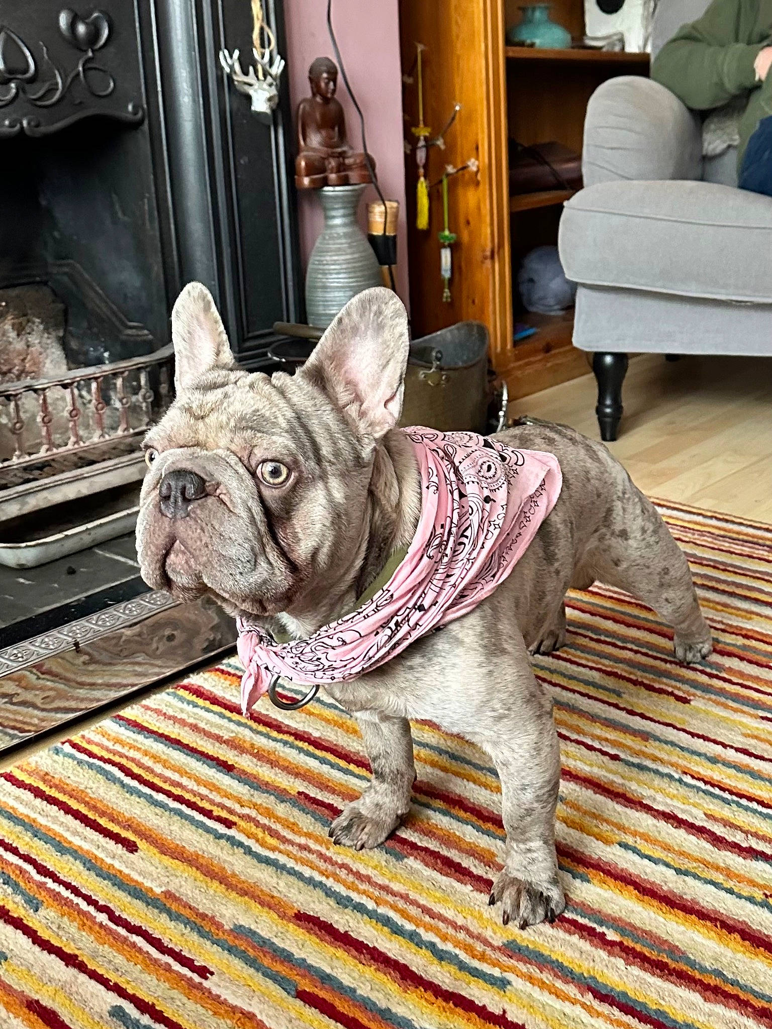 Reggie is registered to the contest to win money with this photo: bulldog, carnivore, comfort, companion_dog, dog, dog_breed, fawn, felidae, floor, flooring, french_bulldog, hardwood, lamp, picture_frame, snout, terrestrial_animal, whiskers, wood, working_animal, wrinkle