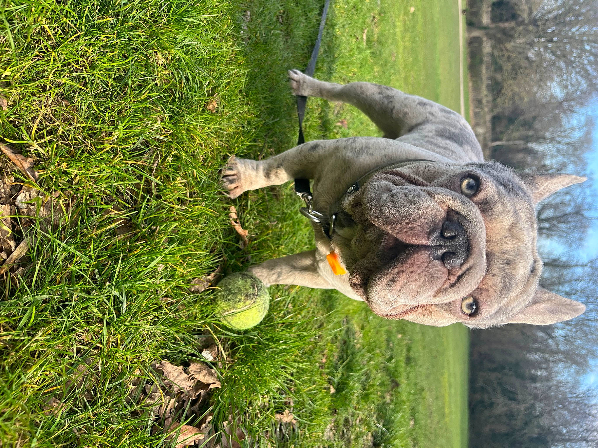 Reggie joined the competition — help win amazing prizes! art, dog, dog_breed, fawn, grass, groundcover, lawn_ornament, pack_animal, plant, sculpture, sky, sporting_group, statue, tail, terrestrial_animal, tree, trunk, water, working_animal, wrinkle