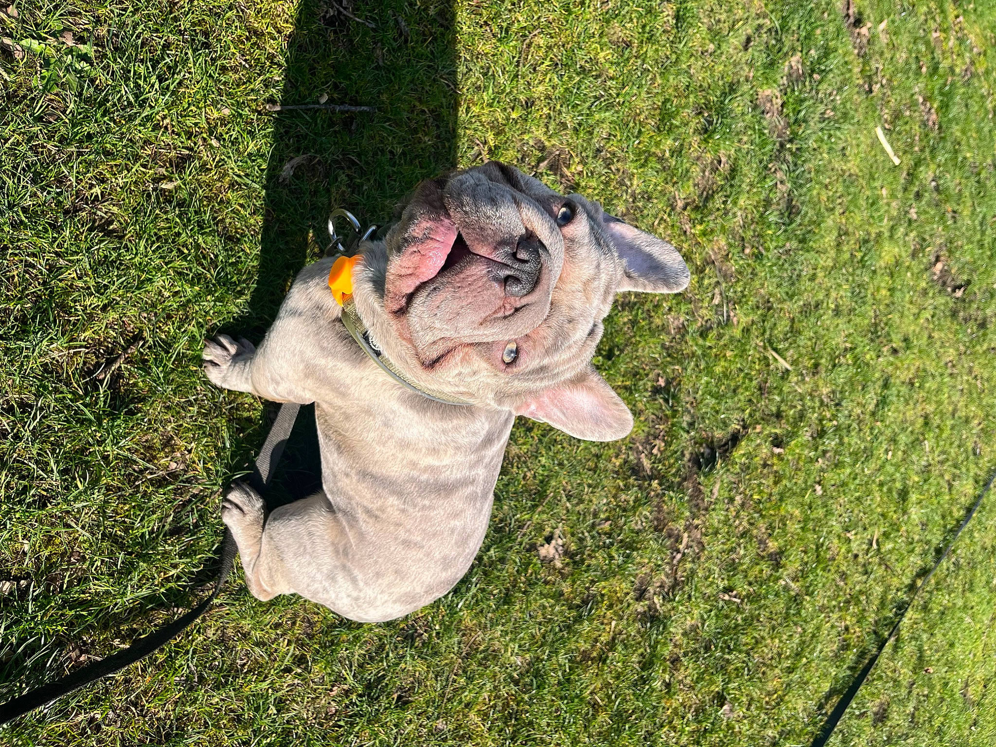 Reggie is registered to the contest to win money with this photo: art, dog_breed, elephant, fawn, grass, grass_family, groundcover, lawn_ornament, people_in_nature, plant, reptile, sculpture, snout, tail, terrestrial_animal, toy, tree, trunk, wood, working_animal