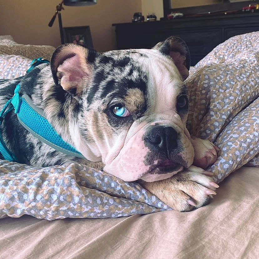 Wilbur joined the competition — help win amazing prizes! american_bulldog, australian_bulldog, bulldog, canidae, carnivore, companion_dog, dog, dog_breed, fawn, french_bulldog, mammal, non_sporting_group, old_english_bulldog, olde_english_bulldogge, puppy, rare_breed_dog, skin, snout, toy_bulldog, vertebrate