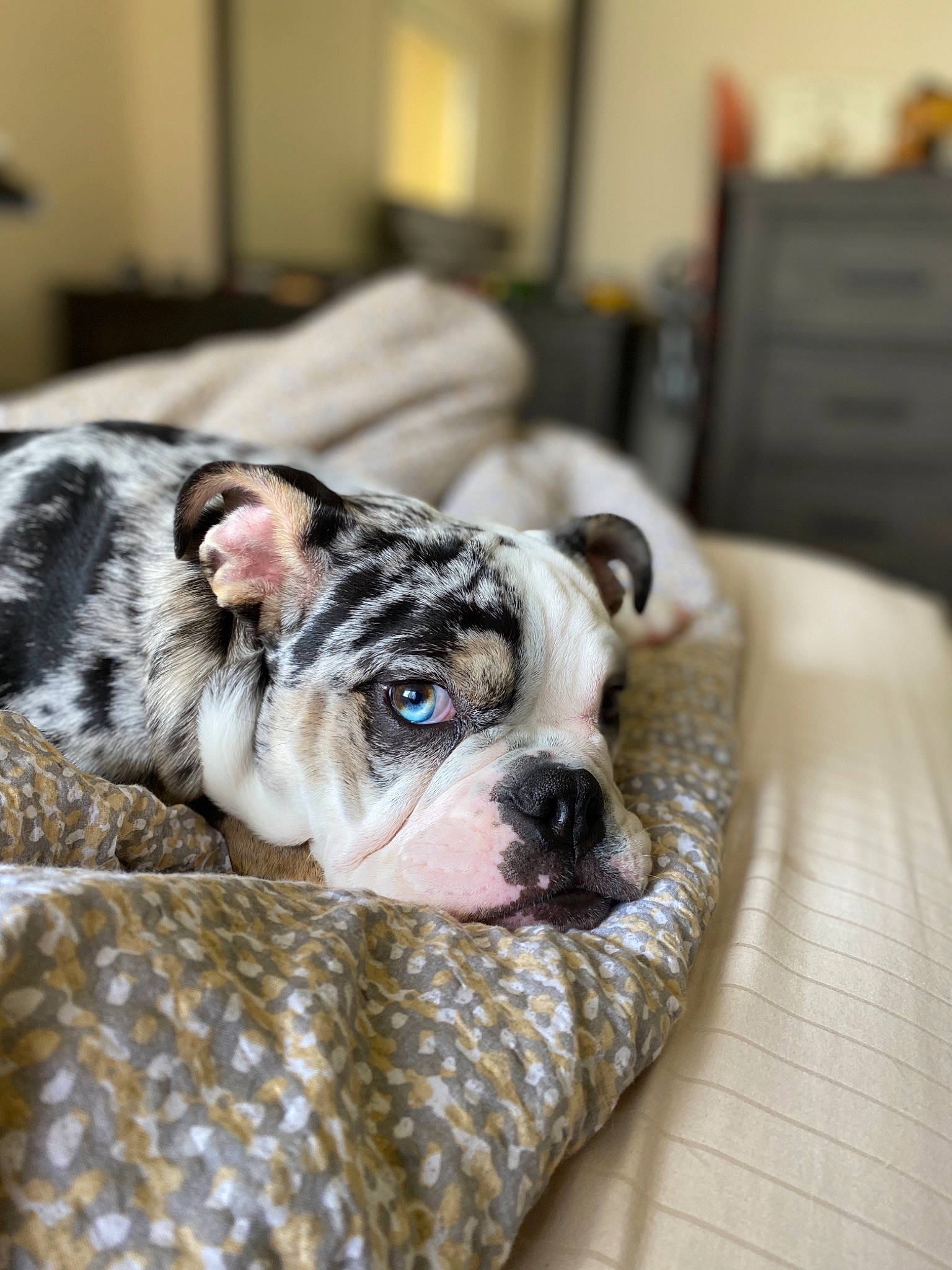 Wilbur joined the competition — help win amazing prizes! american_bulldog, australian_bulldog, bulldog, canidae, carnivore, companion_dog, dog, dog_breed, fawn, french_bulldog, mammal, non_sporting_group, old_english_bulldog, olde_english_bulldogge, puppy, rare_breed_dog, snout, toy_bulldog, vertebrate, white_english_bulldog
