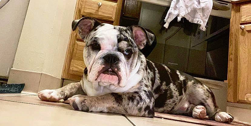 Wilbur is registered to the contest to win money with this photo: american_bulldog, australian_bulldog, bulldog, canidae, carnivore, companion_dog, dog, dog_breed, mammal, molosser, non_sporting_group, old_english_bulldog, olde_english_bulldogge, rare_breed_dog, renascence_bulldogge, snout, sporting_group, toy_bulldog, vertebrate, white_english_bulldog