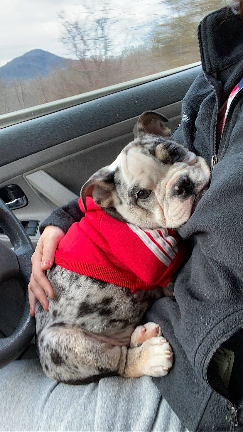Wilbur joined the competition — help win amazing prizes! australian_bulldog, bulldog, canidae, car_seat, carnivore, companion_dog, dog, dog_breed, fawn, non_sporting_group, old_english_bulldog, olde_english_bulldogge, pug, puppy, puppy_love, snout, sporting_group, toy_bulldog, toy_dog, vehicle