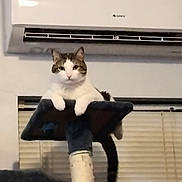 Bones is registered to the contest to win money with this photo: cat, cat_tree, indoor, pet, animal, relaxed, feline, window_blinds, air_conditioner, white_wall, fur, ears, whiskers, tail, paws, looking, perched, household, comfortable, domestic