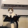 cat, cat_tree, indoor, pet, animal, relaxed, feline, window_blinds, air_conditioner, white_wall, fur, ears, whiskers, tail, paws, looking, perched, household, comfortable, domestic