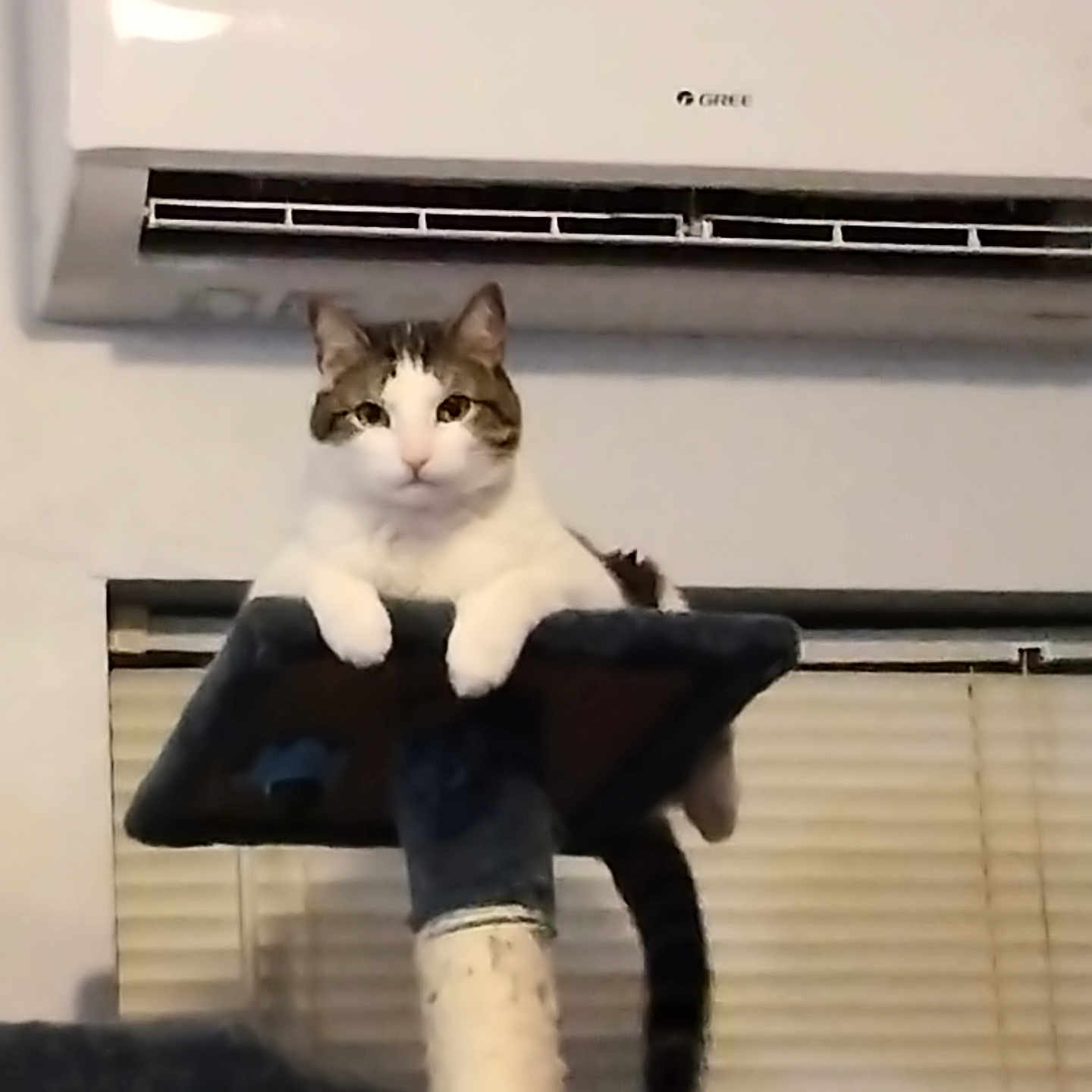 Bones is registered to the contest to win money with this photo: air_conditioner, animal, cat, cat_tree, comfortable, domestic, ears, feline, fur, household, indoor, looking, paws, perched, pet, relaxed, tail, whiskers, white_wall, window_blinds