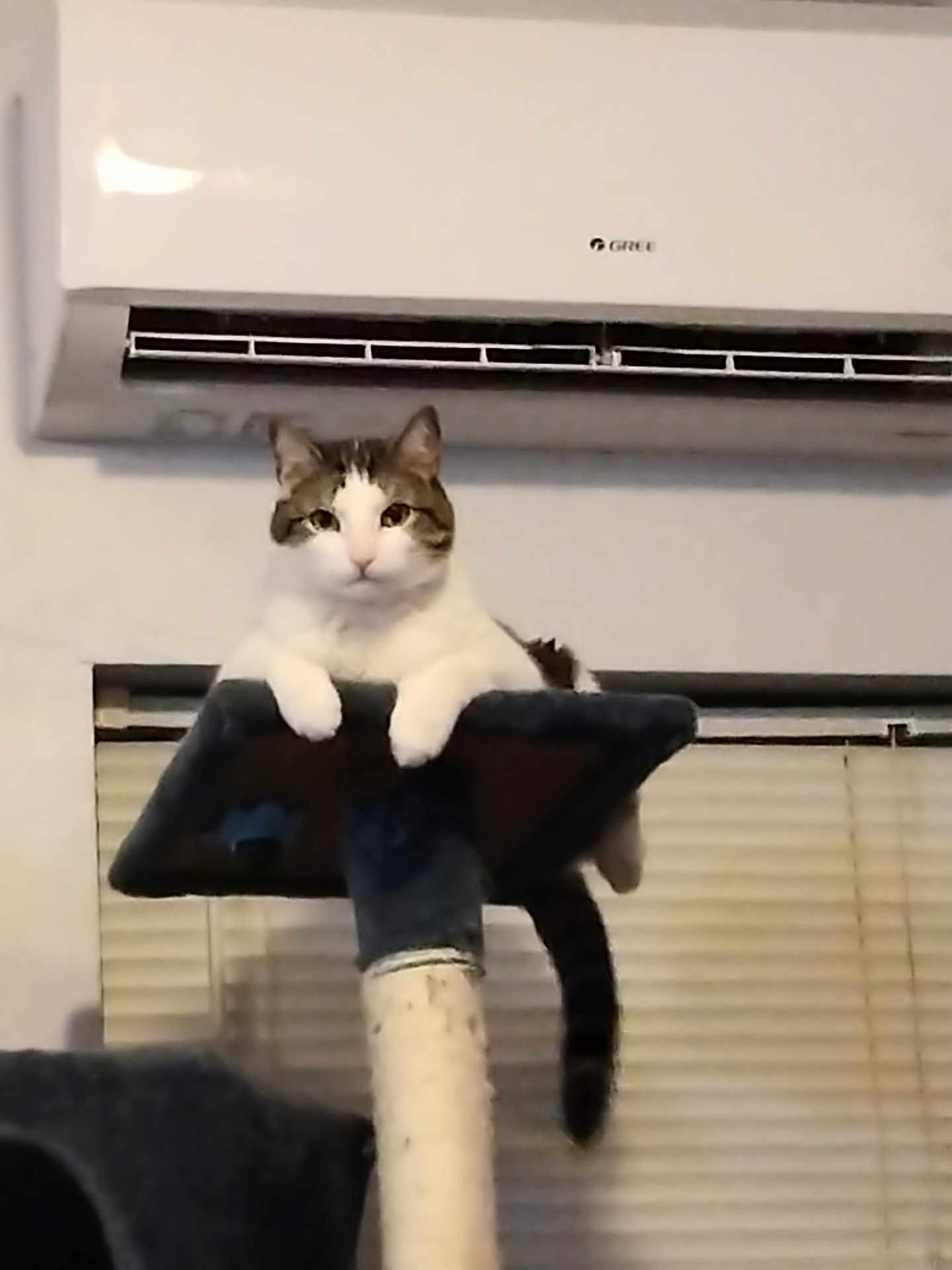 Bones is registered to the contest to win money with this photo: cat, cat_tree, indoor, pet, animal, relaxed, feline, window_blinds, air_conditioner, white_wall, fur, ears, whiskers, tail, paws, looking, perched, household, comfortable, domestic