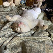Pebbles joined the competition — help win amazing prizes! cat, white_cat, sleeping, bed, blanket, stuffed_animals, plush_toys, cozy, relaxed, indoor, pet, animal, cute, feline, resting, soft, comfort, patterned_bedspread, pink_nose, whiskers