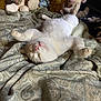 cat, white_cat, sleeping, bed, blanket, stuffed_animals, plush_toys, cozy, relaxed, indoor, pet, animal, cute, feline, resting, soft, comfort, patterned_bedspread, pink_nose, whiskers