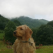 Moun a rejoint le concours — aidez-le/la à gagner de superbes lots ! adventure, animal, canine, cloudy, collar, dog, field, forest, fur, grass, greenery, landscape, leash, mammal, mist, mountain, nature, outdoor, pet, scenic